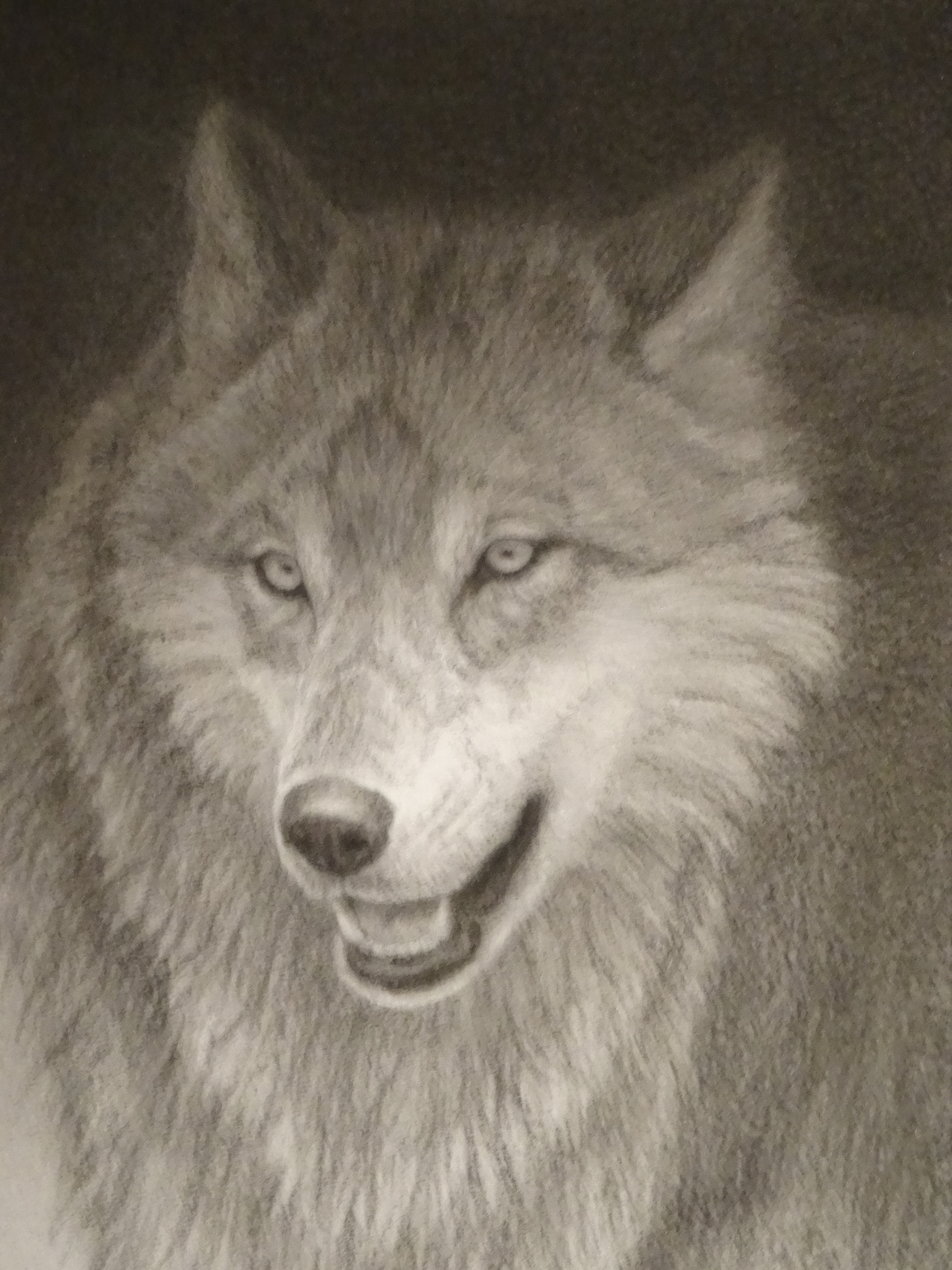 Wolf (1)